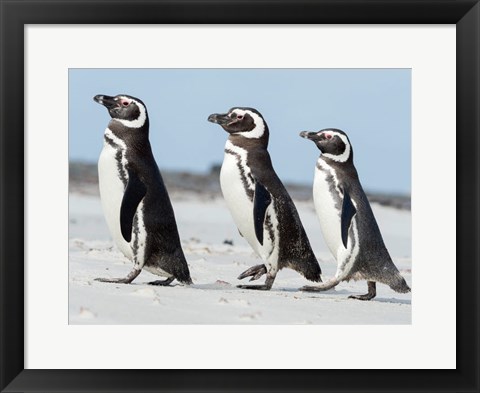 Framed Magellanic Penguin, Falkland Islands Print