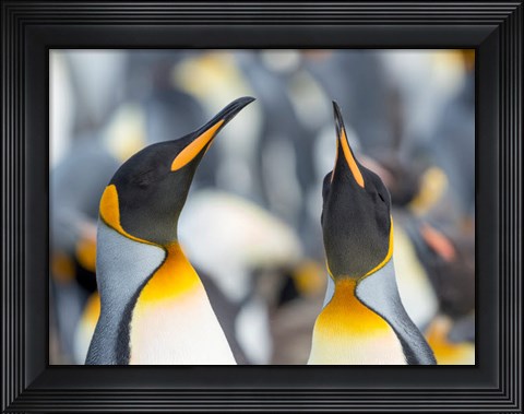 Framed King Penguin, Falkland Islands 3 Print
