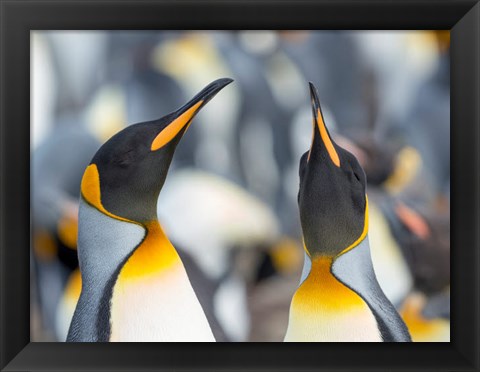 Framed King Penguin, Falkland Islands 3 Print
