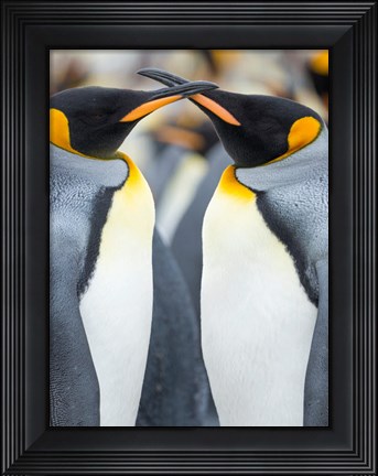 Framed King Penguin, Falkland Islands 4 Print