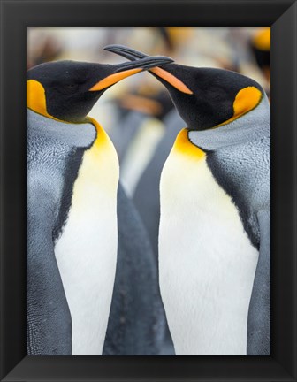 Framed King Penguin, Falkland Islands 4 Print