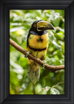 Framed Costa Rica, La Selva Biological Research Station, Collared Aricari On Limb Print