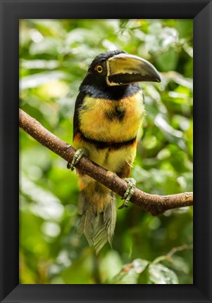 Framed Costa Rica, La Selva Biological Research Station, Collared Aricari On Limb Print