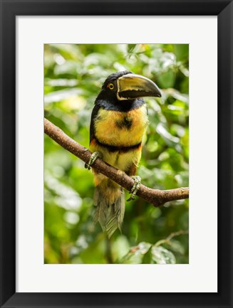 Framed Costa Rica, La Selva Biological Research Station, Collared Aricari On Limb Print