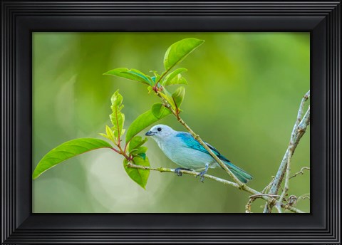 Framed Costa Rica, Sarapiqui River Valley, Blue-Grey Tanager On Limb Print