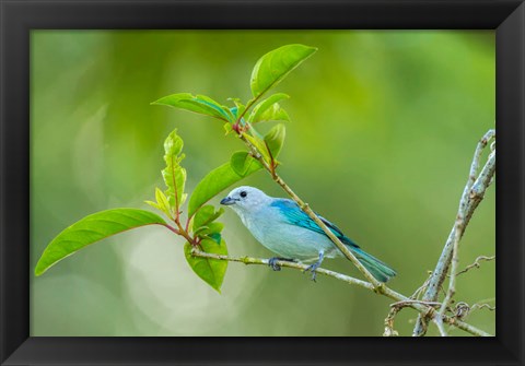 Framed Costa Rica, Sarapiqui River Valley, Blue-Grey Tanager On Limb Print