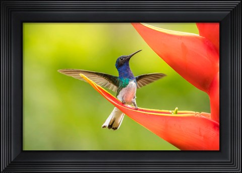 Framed Costa Rica, Sarapiqui River Valley, Male White-Necked Jacobin On Heliconia Print