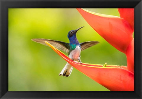 Framed Costa Rica, Sarapiqui River Valley, Male White-Necked Jacobin On Heliconia Print