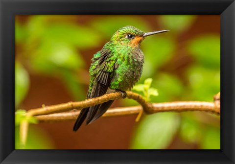 Framed Costa Rica, Monte Verde Cloud Forest Reserve, Female Purple-Throated Mountain Gem Close-Up Print