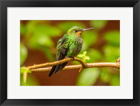 Framed Costa Rica, Monte Verde Cloud Forest Reserve, Female Purple-Throated Mountain Gem Close-Up Print