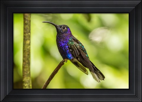 Framed Costa Rica, Monte Verde Cloud Forest Reserve Violet Sabrewing Close-Up Print