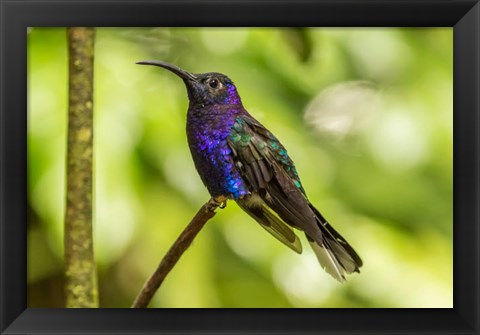 Framed Costa Rica, Monte Verde Cloud Forest Reserve Violet Sabrewing Close-Up Print