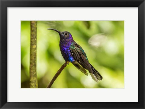 Framed Costa Rica, Monte Verde Cloud Forest Reserve Violet Sabrewing Close-Up Print