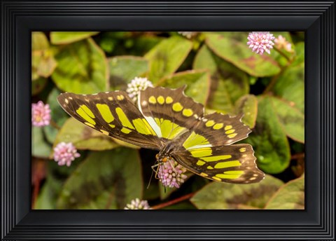 Framed Costa Rica, La Paz River Valley Captive Butterfly In La Paz Waterfall Garden Print