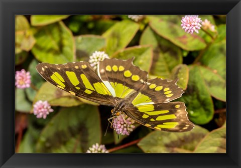 Framed Costa Rica, La Paz River Valley Captive Butterfly In La Paz Waterfall Garden Print