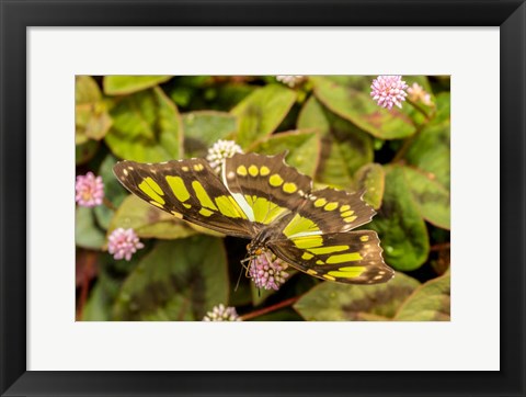 Framed Costa Rica, La Paz River Valley Captive Butterfly In La Paz Waterfall Garden Print