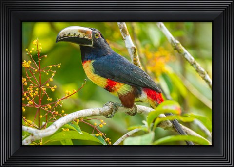 Framed Costa Rica, La Selva Biological Station Collared Aricari On Limb Print