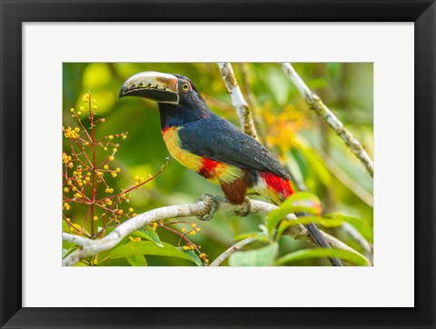 Framed Costa Rica, La Selva Biological Station Collared Aricari On Limb Print