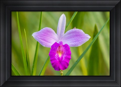 Framed Costa Rica, Sarapique River Valley Earth Orchid Blossom Close-Up Print