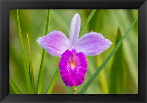 Framed Costa Rica, Sarapique River Valley Earth Orchid Blossom Close-Up Print