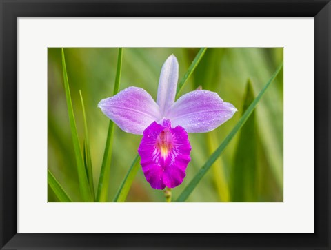 Framed Costa Rica, Sarapique River Valley Earth Orchid Blossom Close-Up Print