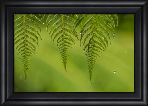 Framed Costa Rica, Sarapique River Valley Fern In Rain Print