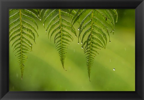 Framed Costa Rica, Sarapique River Valley Fern In Rain Print