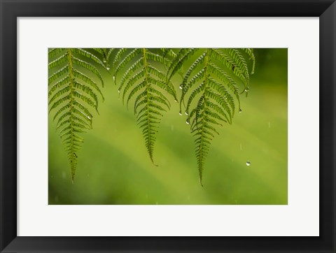 Framed Costa Rica, Sarapique River Valley Fern In Rain Print