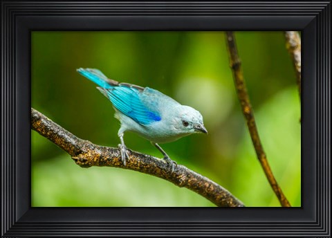 Framed Costa Rica, Sarapique River Valley Blue-Grey Tanager On Limb Print