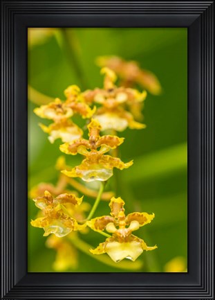 Framed Costa Rica, Sarapique River Valley Orchid Blossoms Print