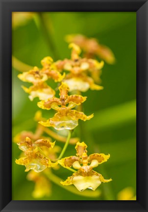 Framed Costa Rica, Sarapique River Valley Orchid Blossoms Print