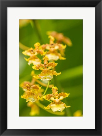 Framed Costa Rica, Sarapique River Valley Orchid Blossoms Print