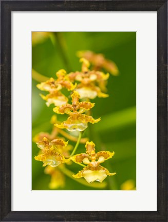 Framed Costa Rica, Sarapique River Valley Orchid Blossoms Print