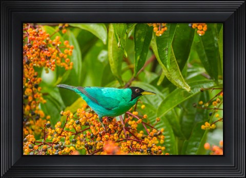 Framed Costa Rica, Arenal Green Honeycreeper And Berries Print