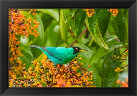 Framed Costa Rica, Arenal Green Honeycreeper And Berries Print