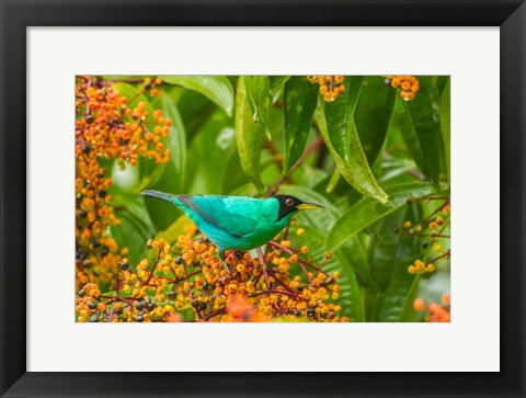 Framed Costa Rica, Arenal Green Honeycreeper And Berries Print