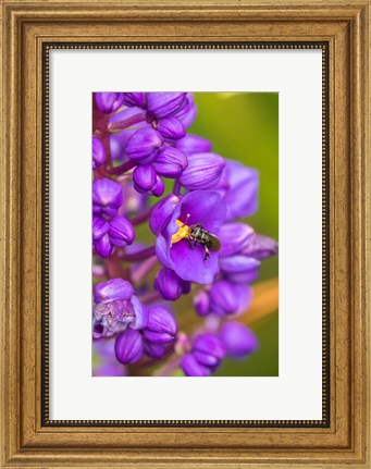Framed Costa Rica, Arenal Insect On Blossom Print