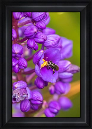 Framed Costa Rica, Arenal Insect On Blossom Print