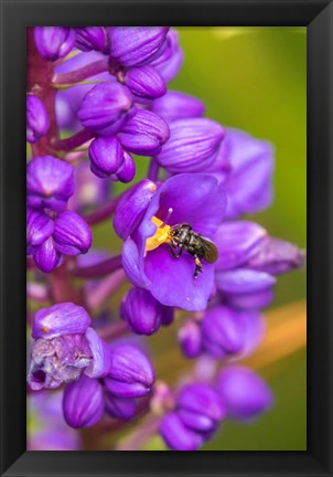 Framed Costa Rica, Arenal Insect On Blossom Print