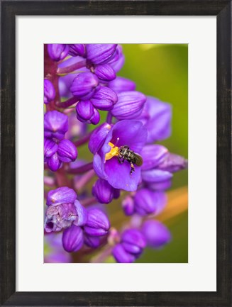 Framed Costa Rica, Arenal Insect On Blossom Print