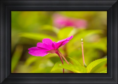 Framed Costa Rica, Monteverde Cloud Forest Reserve Pink Flower Close-Up Print