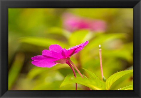 Framed Costa Rica, Monteverde Cloud Forest Reserve Pink Flower Close-Up Print