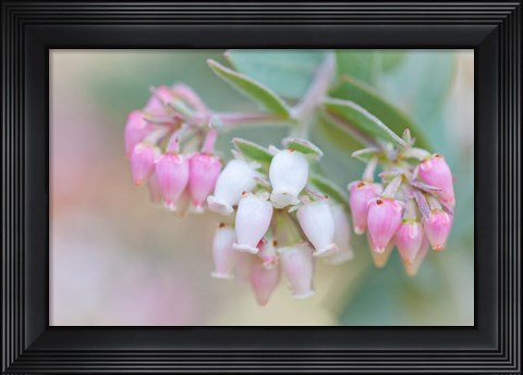 Framed Manzanita Flowers, Genus Arctostaphylos, Mount Diablo State Park Print