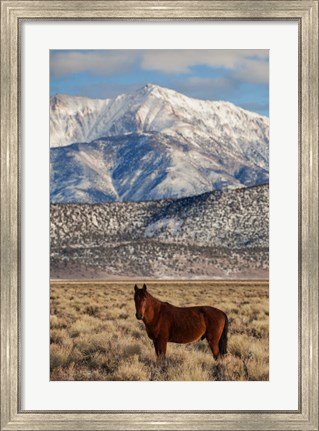 Framed California White Mountains And Wild Mustang In Adobe Valley Print