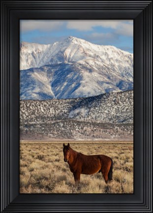 Framed California White Mountains And Wild Mustang In Adobe Valley Print