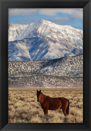 Framed California White Mountains And Wild Mustang In Adobe Valley Print