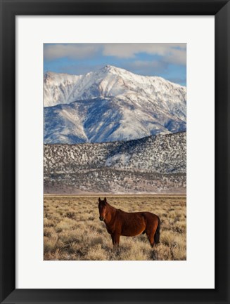 Framed California White Mountains And Wild Mustang In Adobe Valley Print