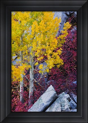 Framed California, Sierra Nevada Mountains Mountain Dogwood And Aspen Trees In Autumn Print