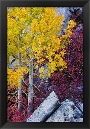 Framed California, Sierra Nevada Mountains Mountain Dogwood And Aspen Trees In Autumn Print