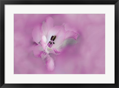 Framed California Close-Up Of Alstroemeria Flower Print